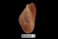 藏品(菲律賓雲雀蛤)的圖片